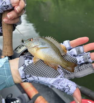 Success on the North Fork River with light tackle!