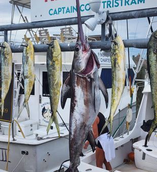Impressive Swordfish display with fresh Mahi