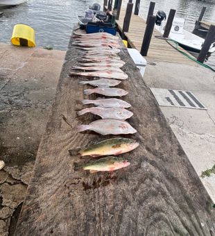 Fresh California Flounder catch lined up in Lafitte LA!