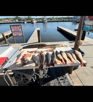 Fresh catch ready at the Lafitte marina!