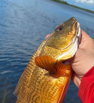 Beautiful Lafitte redfish showing off those golden scales!