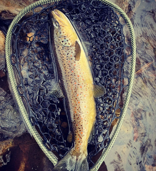 Fly Fishing For Brown Trout In Utah