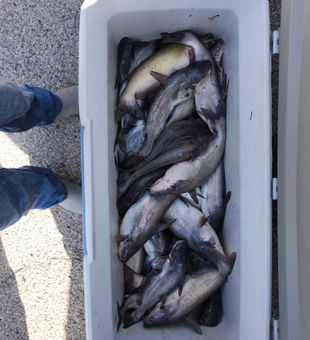 Plentiful catch of catfish.