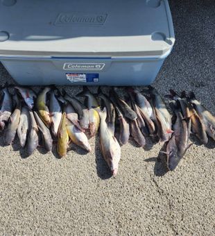 Plentiful catch of catfish ready for the cooler.