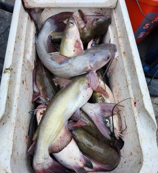 Good Sized Catfish Haul! - Burleson, TX.