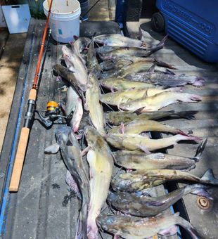 Great Haul of Catfish - Burleson, TX.