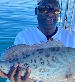 Goliath Grouper from Naples, Florida