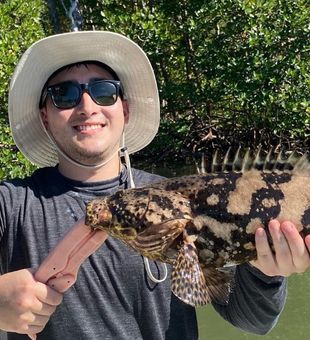 Goliath Grouper from Naples, Florida