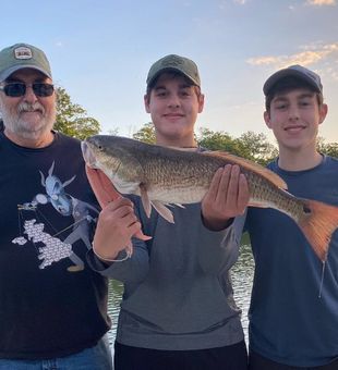 Mangrove Snapper from Naples, Florida