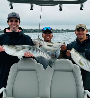 Productive Striped Bass trip in Rhode Island