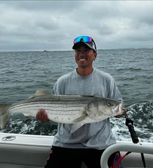 Massive Striped Bass hauled in near Rhode Island