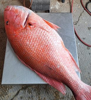 This 4-pounder Red Snapper is awesome!