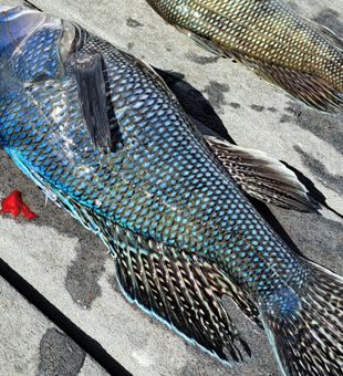 Beautiful Black Sea Bass on display!