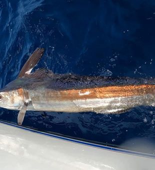 Back Marlin Fishing In Galveston, Texas