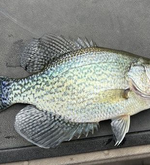 Slab crappie measured! 📏🐟