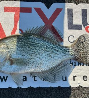 Slab crappie on the board! 🎣🔥