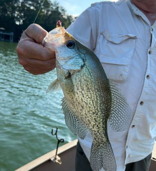 Reeling in Crappie Fishing memories at Lake Lanier