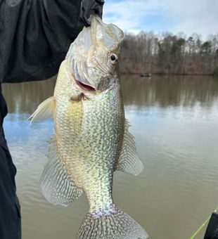 Catching Crappie at Lake Lanier! 