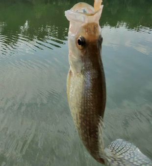 Nice catch from the waters around Gainesville GA!
