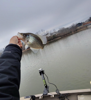 Nice Gainesville crappie coming to the boat!