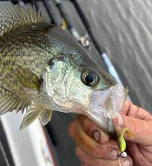 Open water Clark’s bridge