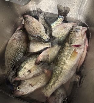 Fresh crappie limit in the livewell