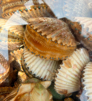Beautiful Dover FL scallops ready for the table!