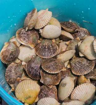 Fresh Dover FL scallops ready for the table!