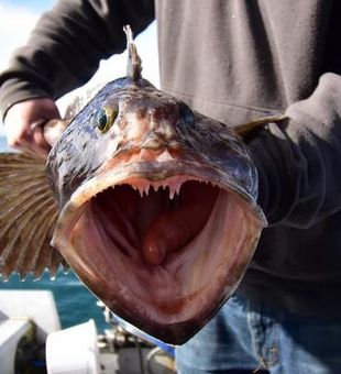 Oregon Fishing