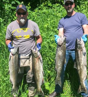 Steelhead from Oregon