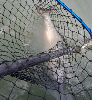 Kenai River's Silver Rush