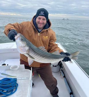 Beautiful Brigantine striped bass making the trip worthwhile!