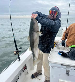 Nice Brigantine striped bass brought to the boat!