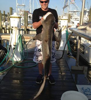 Blacktip Shark Trophy at Biloxi Fishing Charters!