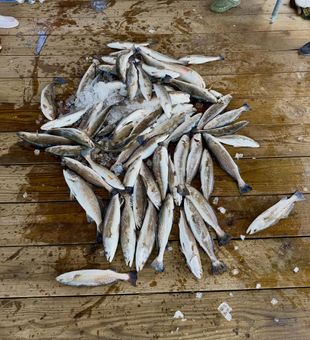 A perfect day for Texas City fishing.