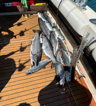 Salmon Haul - Lake Ontario
