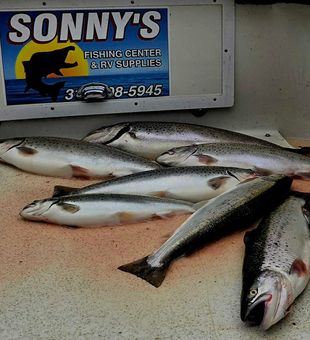 Beautiful salmon haul from Sodus Point NY waters!