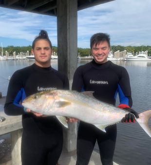 Hooked Amberjack in South Florida's shores.