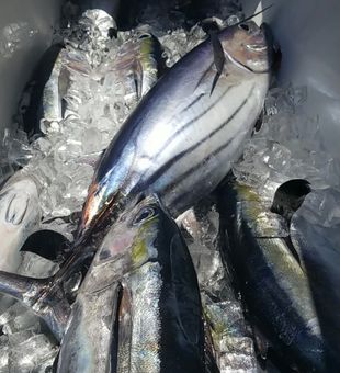 Fishing in Crystal Paradise