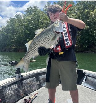 Big Striped Bass action!