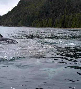 Ultimate BC fishing experiences await.