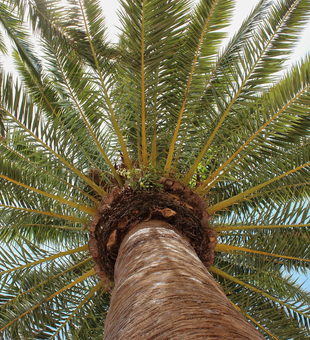 Perfect palm tree views on Orange TX tours!
