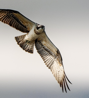Majestic raptor soars through Orange TX skies!