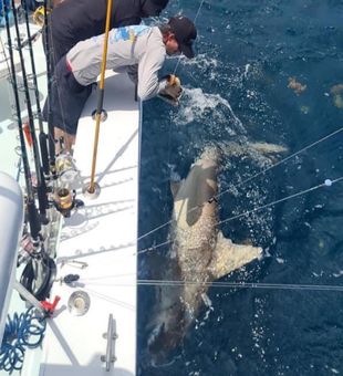 Adventure Awaits: Fishing Trips Miami Beach