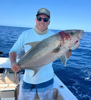 Heavy Amberjack win!