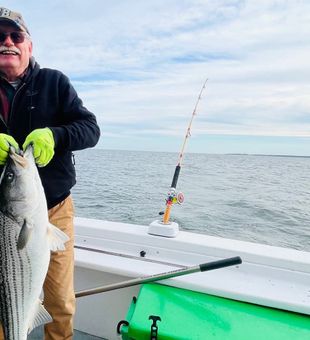 Beautiful striped bass from Colonial Beach VA waters!