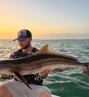 Golden Cobia at sunset near Sanibel