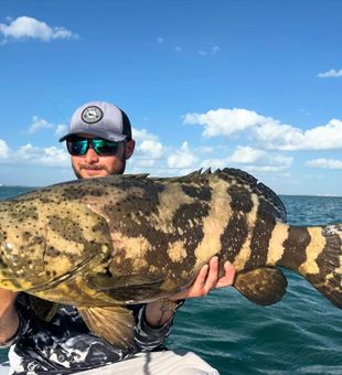 Heavy Goliath Grouper from Sanibel waters