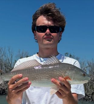 Silver Redfish from Sanibel backcountry