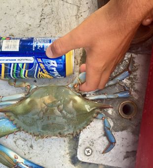 Experience Crabbing Delaware!